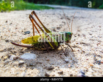 Molto grande grasshopper, colore verde Foto Stock
