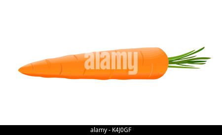 Fresche e mature carota succosa con corto stelo verde isolato. close up. illustrazione vettoriale Illustrazione Vettoriale