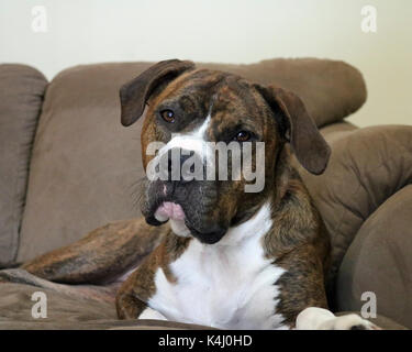 Adorabili e mix di una bocca nera Cur e un American Bull dog Foto Stock