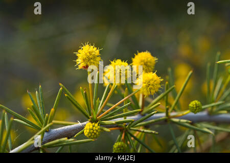 Acacia tetragonophylla, comunemente chiamato finitura morto o graticcio di ago. Foto Stock