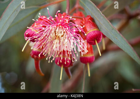 Un nativo di Australia Occidentale, eucalipto torquata o Coral Gum è coltivato su di una grande area di Australia. Di medie dimensioni con struttura ad albero di una spettacolare s Foto Stock