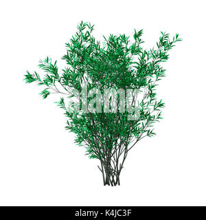 3D rendering di un verde oleandro bush con fiori isolati su sfondo bianco Foto Stock