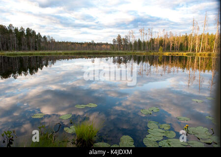 Piccolo lago in tarda serata luce, Kuhmo, in Finlandia, lentiira, vartius vicino al confine russo Foto Stock