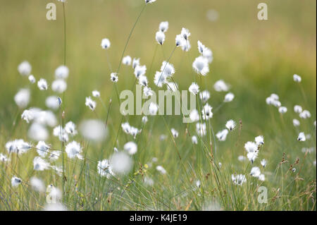 Erba di cotone, eriophorum angustifolium, Kuhmo, in Finlandia, lentiira, vartius vicino al confine russo, Foto Stock