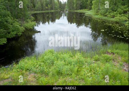 Piccolo lago, Kuhmo, in Finlandia, lentiira, vartius vicino al confine russo Foto Stock