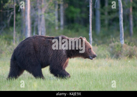 Unione di orso bruno Ursus arctos arctos, Kuhmo, in Finlandia, lentiira, vartius vicino al confine russo, camminando attraverso una palude Foto Stock