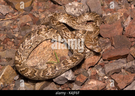 Sonoran Lyresnake (Trimorphodon lambda) di sonora, Messico. Foto Stock