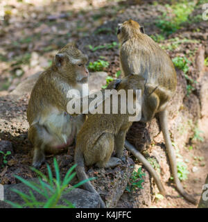 Le scimmie seduto sul muro di pietra, krong siem reap, siem reap, Cambogia Foto Stock