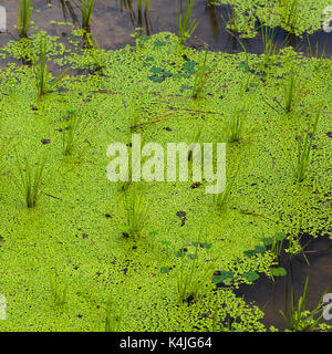 Le piante di riso che crescono in acqua nelle risaie, kamu lodge, ban gnoyhai, Luang Prabang, Laos Foto Stock