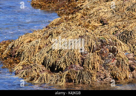 La bassa marea rivela letti di massa dei neptunes collana alghe sulla costa nord del NSW Foto Stock