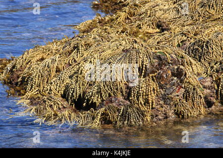 La bassa marea rivela letti di massa dei neptunes collana alghe sulla costa nord del NSW Foto Stock