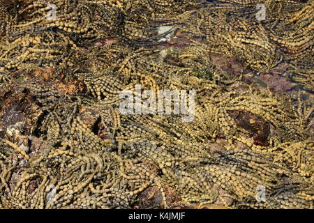 La bassa marea rivela letti di massa dei neptunes collana alghe sulla costa nord del NSW Foto Stock