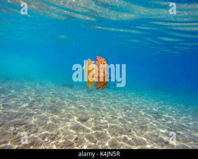 Colorato meduse nel mare Egeo. cotylorhiza tuberculata medusa. Foto Stock