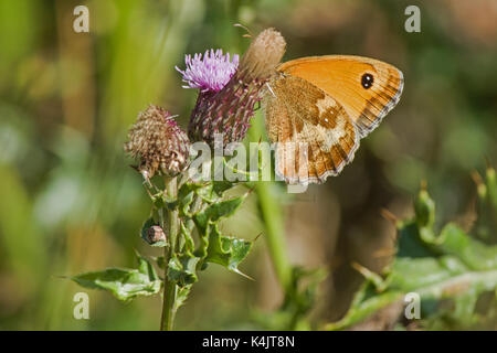 Farfalla di gatekeeper Foto Stock