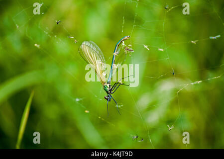 Damselfly in spider web Foto Stock