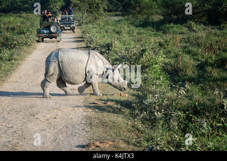 Giovani il rinoceronte indiano (rhinoceros unicornis) l'attraversamento di una strada davanti ad un veicolo con i turisti, kaziranga, Assam, India, Asia Foto Stock