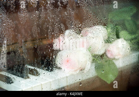 Immagini sfocate attraverso vetro bagnato: rosa pallido le rose sono giacenti sulla tastiera di pianoforte. Foto Stock