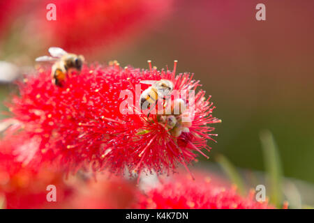 Asuncion in Paraguay. 6 Sep, 2017. Giornata di sole in Asuncion con temperature intorno ai 30°C come il miele api (Apis mellifera) raccolgono nettare dal piangere scovolino da bottiglia (Melaleuca viminalis) fiori mentre fioriscono in tutto il sole invernale. Credito: Andre M. Chang/ARDUOPRESS/Alamy Live News Foto Stock