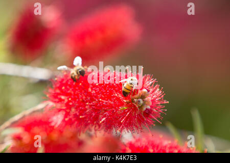 Asuncion in Paraguay. 6 Sep, 2017. Giornata di sole in Asuncion con temperature intorno ai 30°C come il miele api (Apis mellifera) raccolgono nettare dal piangere scovolino da bottiglia (Melaleuca viminalis) fiori mentre fioriscono in tutto il sole invernale. Credito: Andre M. Chang/ARDUOPRESS/Alamy Live News Foto Stock