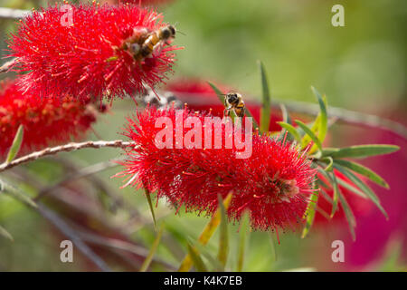 Asuncion in Paraguay. 6 Sep, 2017. Giornata di sole in Asuncion con temperature intorno ai 30°C come il miele api (Apis mellifera) raccolgono nettare dal piangere scovolino da bottiglia (Melaleuca viminalis) fiori mentre fioriscono in tutto il sole invernale. Credito: Andre M. Chang/ARDUOPRESS/Alamy Live News Foto Stock