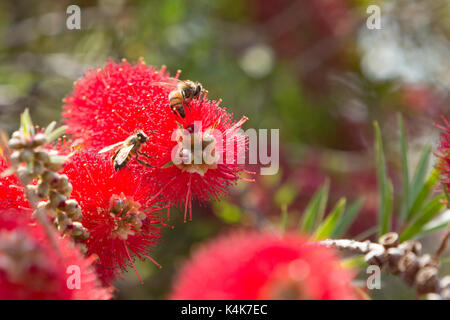 Asuncion in Paraguay. 6 Sep, 2017. Giornata di sole in Asuncion con temperature intorno ai 30°C come il miele api (Apis mellifera) raccolgono nettare dal piangere scovolino da bottiglia (Melaleuca viminalis) fiori mentre fioriscono in tutto il sole invernale. Credito: Andre M. Chang/ARDUOPRESS/Alamy Live News Foto Stock