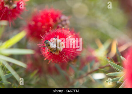 Asuncion in Paraguay. 6 Sep, 2017. Giornata di sole in Asuncion con temperature intorno ai 30°C come il miele api (Apis mellifera) raccolgono nettare dal piangere scovolino da bottiglia (Melaleuca viminalis) fiori mentre fioriscono in tutto il sole invernale. Credito: Andre M. Chang/ARDUOPRESS/Alamy Live News Foto Stock