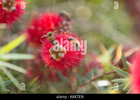 Asuncion in Paraguay. 6 Sep, 2017. Giornata di sole in Asuncion con temperature intorno ai 30°C come il miele api (Apis mellifera) raccolgono nettare dal piangere scovolino da bottiglia (Melaleuca viminalis) fiori mentre fioriscono in tutto il sole invernale. Credito: Andre M. Chang/ARDUOPRESS/Alamy Live News Foto Stock