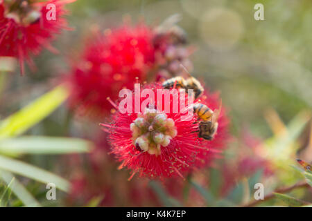 Asuncion in Paraguay. 6 Sep, 2017. Giornata di sole in Asuncion con temperature intorno ai 30°C come il miele api (Apis mellifera) raccolgono nettare dal piangere scovolino da bottiglia (Melaleuca viminalis) fiori mentre fioriscono in tutto il sole invernale. Credito: Andre M. Chang/ARDUOPRESS/Alamy Live News Foto Stock