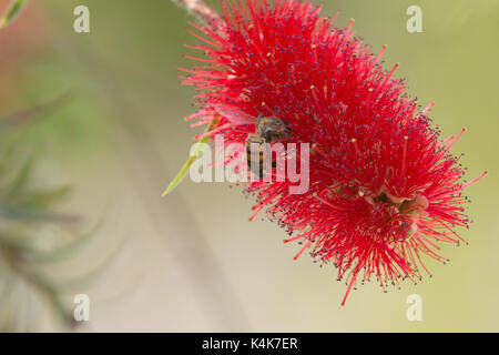 Asuncion in Paraguay. 6 Sep, 2017. Giornata di sole in Asuncion con temperature intorno ai 30°C come il miele api (Apis mellifera) raccolgono nettare dal piangere scovolino da bottiglia (Melaleuca viminalis) fiori mentre fioriscono in tutto il sole invernale. Credito: Andre M. Chang/ARDUOPRESS/Alamy Live News Foto Stock