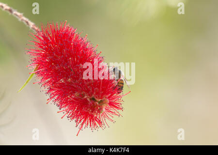 Asuncion in Paraguay. 6 Sep, 2017. Giornata di sole in Asuncion con temperature intorno ai 30°C come il miele api (Apis mellifera) raccolgono nettare dal piangere scovolino da bottiglia (Melaleuca viminalis) fiori mentre fioriscono in tutto il sole invernale. Credito: Andre M. Chang/ARDUOPRESS/Alamy Live News Foto Stock