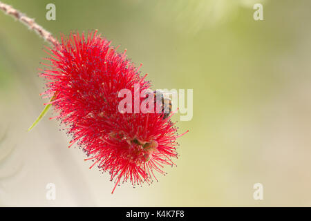 Asuncion in Paraguay. 6 Sep, 2017. Giornata di sole in Asuncion con temperature intorno ai 30°C come il miele api (Apis mellifera) raccolgono nettare dal piangere scovolino da bottiglia (Melaleuca viminalis) fiori mentre fioriscono in tutto il sole invernale. Credito: Andre M. Chang/ARDUOPRESS/Alamy Live News Foto Stock