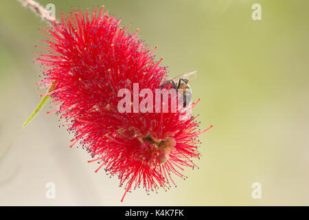 Asuncion in Paraguay. 6 Sep, 2017. Giornata di sole in Asuncion con temperature intorno ai 30°C come il miele api (Apis mellifera) raccolgono nettare dal piangere scovolino da bottiglia (Melaleuca viminalis) fiori mentre fioriscono in tutto il sole invernale. Credito: Andre M. Chang/ARDUOPRESS/Alamy Live News Foto Stock