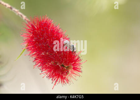 Asuncion in Paraguay. 6 Sep, 2017. Giornata di sole in Asuncion con temperature intorno ai 30°C come il miele api (Apis mellifera) raccolgono nettare dal piangere scovolino da bottiglia (Melaleuca viminalis) fiori mentre fioriscono in tutto il sole invernale. Credito: Andre M. Chang/ARDUOPRESS/Alamy Live News Foto Stock