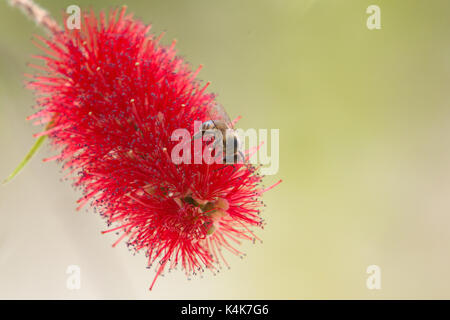 Asuncion in Paraguay. 6 Sep, 2017. Giornata di sole in Asuncion con temperature intorno ai 30°C come il miele api (Apis mellifera) raccolgono nettare dal piangere scovolino da bottiglia (Melaleuca viminalis) fiori mentre fioriscono in tutto il sole invernale. Credito: Andre M. Chang/ARDUOPRESS/Alamy Live News Foto Stock