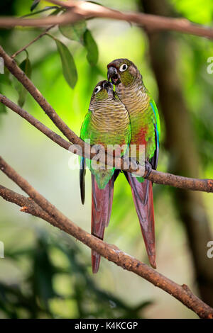 Due verdi-cheeked cocorite (pyrrhura molinae), giovane, seduto sul ramo e la fatturazione, il comportamento sociale, captive Foto Stock