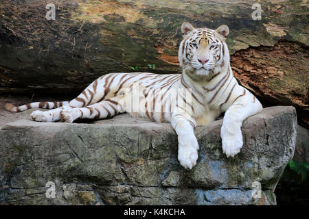 Tigre bianca del Bengala (panthera tigris tigris) giacente su roccia, adulti in appoggio, ritratto, captive, nativo di India Foto Stock
