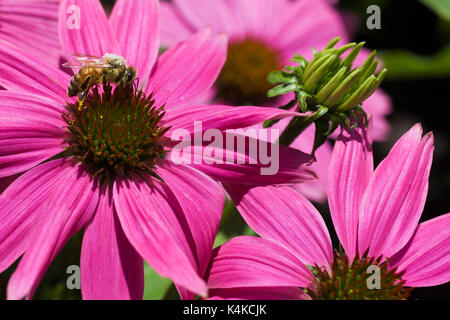 Coperte di polline Apis mellifera - Honeybee foraggio di nettare in rosa Echinacea - Coneflower in estate, Montreal, Quebec, Canada Foto Stock