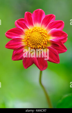 Giardino dahlia (dahlia pinnata), rosso, varietà selvatica, fiore di bee (API), Germania Foto Stock