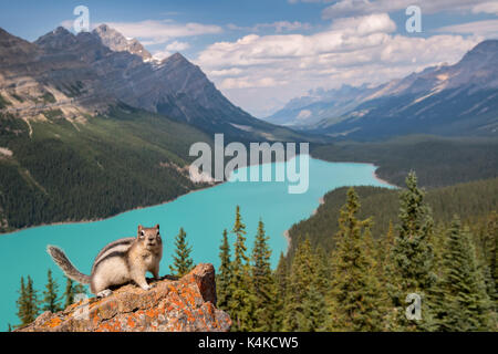 Golden-massa mantled scoiattolo (Spermophilus lateralis) nella parte anteriore di Peyto Lake, il Parco Nazionale di Banff, Canadian Rocky Mountains Foto Stock