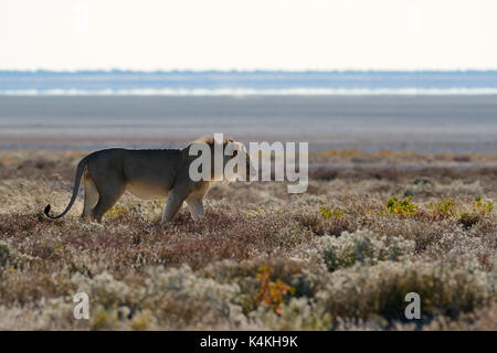 Leone africano (Panthera leo), maschio adulto a piedi, il Parco Nazionale di Etosha, Namibia, Africa Foto Stock