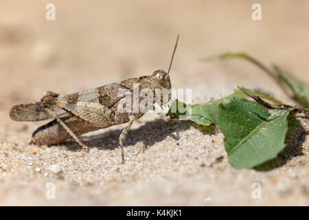 Blu-winged grasshopper (oedipoda caerulescens), alimentazione, riserva della biosfera dell'Elba centrale, SASSONIA-ANHALT, Germania Foto Stock