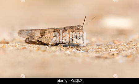Blu-winged grasshopper (oedipoda caerulescens), riserva della biosfera dell'Elba centrale, SASSONIA-ANHALT, Germania Foto Stock