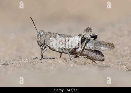 Blu-winged grasshopper (oedipoda caerulescens), riserva della biosfera dell'Elba centrale, SASSONIA-ANHALT, Germania Foto Stock