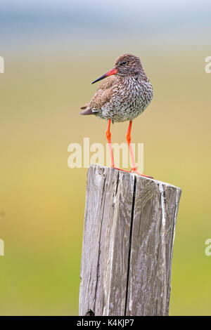 Comune (redshank tringa totanus), in piedi sul post, costa del mare del Nord, SCHLESWIG-HOLSTEIN wadden sea, SCHLESWIG-HOLSTEIN, Germania Foto Stock