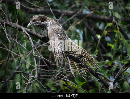 Koel comune femmina di uccello Foto Stock