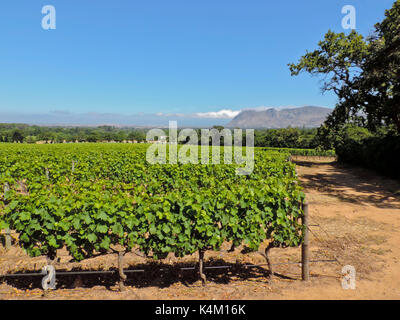 Vista panoramica dei vitigni a Groot Constantia vigna con table mountain in distanza, di Città del Capo SUD AFRICA Foto Stock