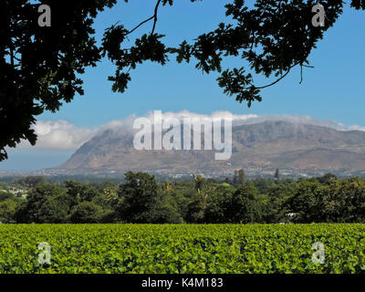 Vista panoramica dei vitigni a Groot Constantia vigna con table mountain in distanza, di Città del Capo SUD AFRICA Foto Stock