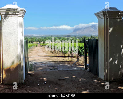 Vista panoramica dei vitigni attraverso colonne di gate a Groot Constantia vigna con table mountain in distanza, di Città del Capo SUD AFRICA Foto Stock