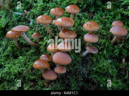 Psathyrella piluliformis (Comune moncone Brittlestem) Foto Stock