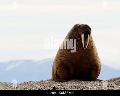 Maestoso tricheco adulto su una spiaggia in Svalbard, Norvegia Foto Stock